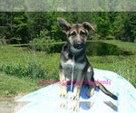 Small German Shepherd Dog