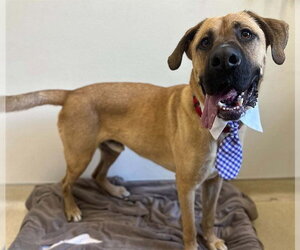SCOOBY - Male Great Dane-Unknown Mix Dog for Adoption - Photo #3