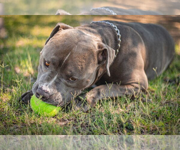 Medium Photo #2 Bulldog-Staffordshire Bull Terrier Mix Puppy For Sale in Chandler, AZ, USA