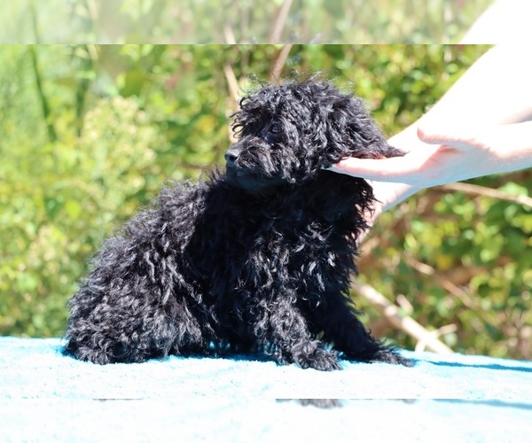 Medium Photo #37 Poodle (Toy) Puppy For Sale in DYERSBURG, TN, USA