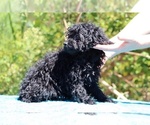 Small #36 Poodle (Toy)