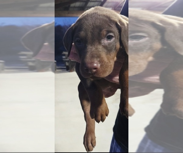 Medium Photo #6 Doberman Pinscher Puppy For Sale in BEGGS, OK, USA
