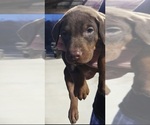 Small Photo #6 Doberman Pinscher Puppy For Sale in BEGGS, OK, USA