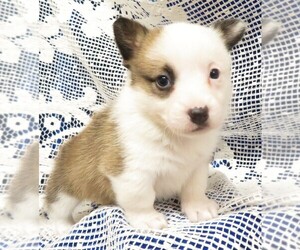 Pembroke Welsh Corgi Puppy for sale in NORWOOD, MO, USA