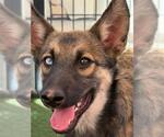 Small German Shepherd Dog