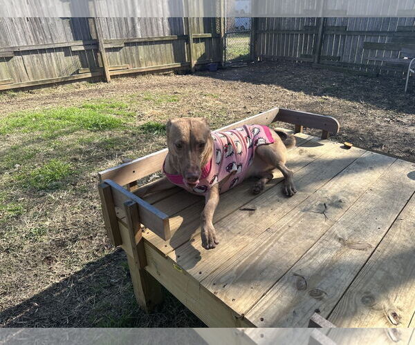 Medium Photo #3 Labrador Retriever-Unknown Mix Puppy For Sale in Jackson, MS, USA