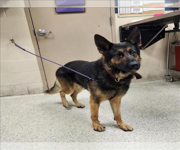 Medium Photo #1 German Shepherd Dog-Unknown Mix Puppy For Sale in Conroe, TX, USA