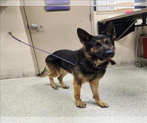 German Shepherd Dog-Unknown Mix Dogs for adoption in Conroe, TX, USA