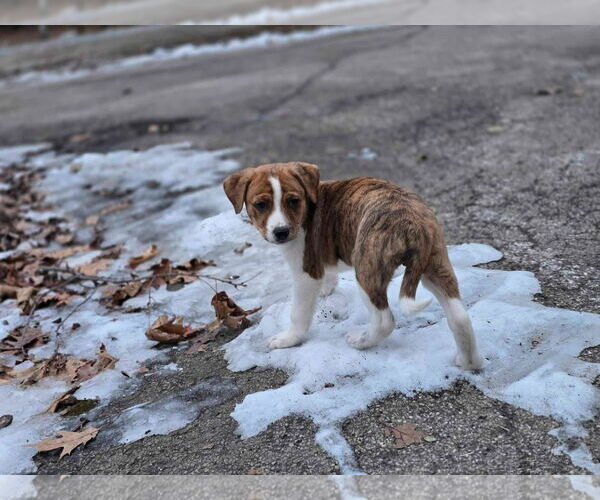 Medium Photo #2 Mountain Cur-Unknown Mix Puppy For Sale in New London, WI, USA