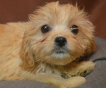 Puppy 4 Cavapoo