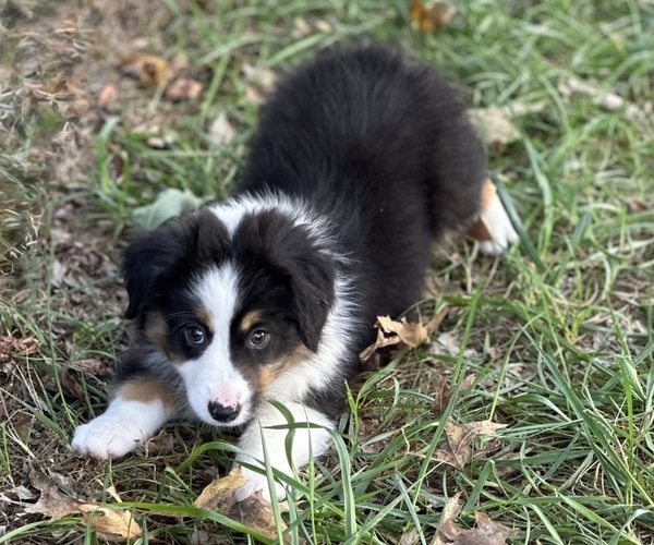 Medium Photo #2 Miniature American Shepherd Puppy For Sale in NOLENSVILLE, TN, USA