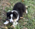 Small #1 Miniature American Shepherd
