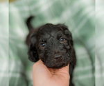 Small Photo #10 Goldendoodle Puppy For Sale in GREENBRIER, AR, USA