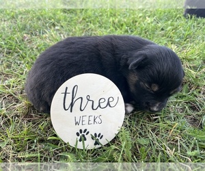 Australian Shepherd Puppy for sale in SPRINGDALE, WA, USA