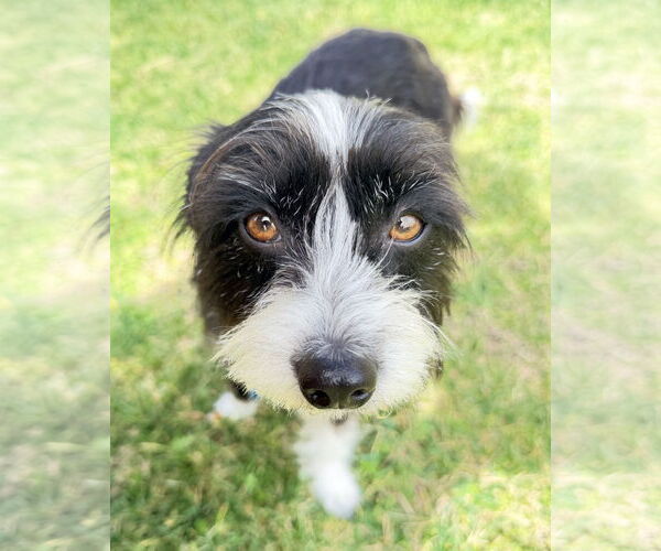 Medium Photo #8 Mutt Puppy For Sale in Corona, CA, USA