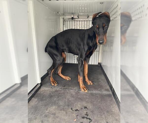 Medium Photo #1 Doberman Pinscher Puppy For Sale in Bakersfield, CA, USA