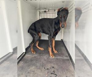 Doberman Pinscher Dogs for adoption in Bakersfield, CA, USA