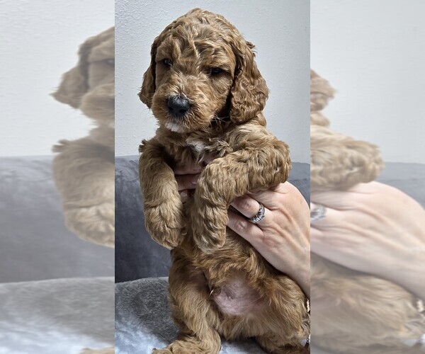 Medium Photo #20 Goldendoodle Puppy For Sale in COLLINSVILLE, IL, USA