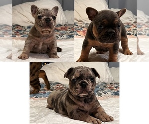French Bulldog Puppy for sale in BAKERSFIELD, CA, USA