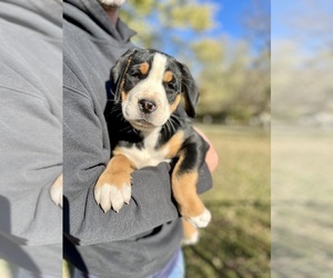 Greater Swiss Mountain Dog Puppy for sale in ARNOLD, MO, USA