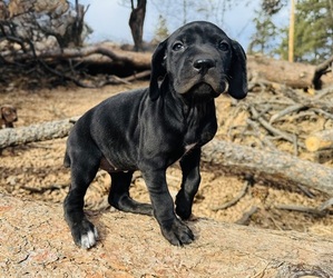 German Shorthaired Pointer Puppy for sale in WOODLAND PARK, CO, USA