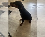 Small #3 Doberman Pinscher