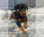 Puppy White Female Doberman Pinscher