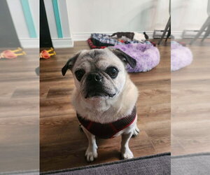 Pug Dogs for adoption in Brights Grove, Ontario, Canada