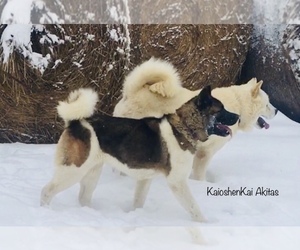 Medium Akita