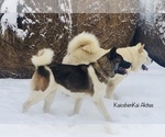 Puppy Queenie Akita