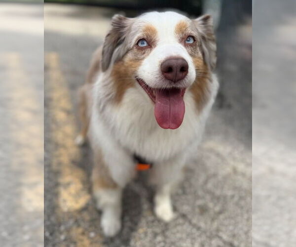Medium Photo #1 Australian Shepherd Puppy For Sale in Muskegon, MI, USA