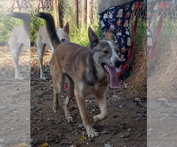 Medium Photo #3 Siberian Husky-Unknown Mix Puppy For Sale in Pacific grove , CA, USA