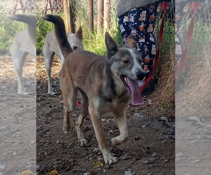 Quila - Female Siberian Husky-Unknown Mix Dog for Adoption - Photo #3