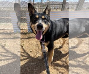 Australian Kelpie Dogs for adoption in Apple Valley, CA, USA