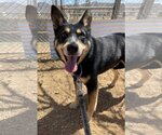 Small Australian Kelpie