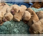 Small Photo #4 Golden Retriever Puppy For Sale in LARKFIELD, CA, USA