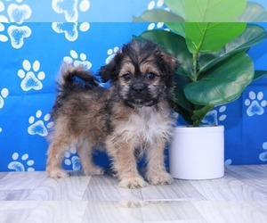 Zuchon Puppy for sale in MARIETTA, GA, USA