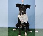 Small American Pit Bull Terrier