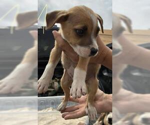 Mutt Dogs for adoption in Bakersfield, CA, USA