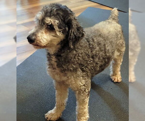 Medium Photo #5 Mutt Puppy For Sale in Arlington, VA, USA