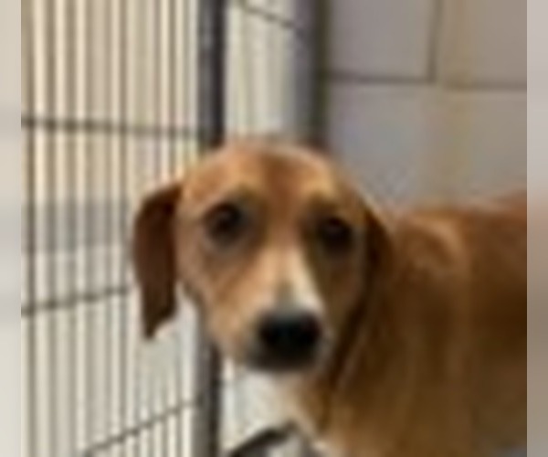 Medium Photo #1 Plott Hound-Unknown Mix Puppy For Sale in Canton, CT, USA