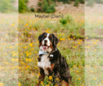 Small Photo #18 Bernese Mountain Dog Puppy For Sale in ENOCH, UT, USA
