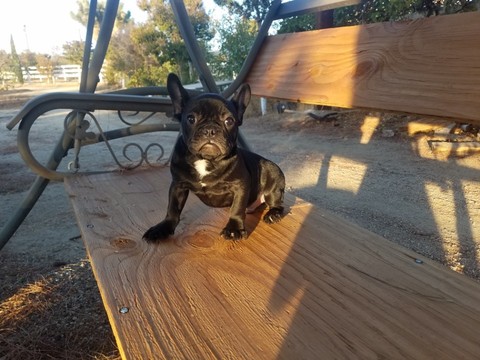 Medium Photo #1 French Bulldog Puppy For Sale in AGUA DULCE, CA, USA