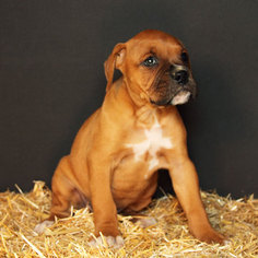 Boxer Puppy for sale in ROCHESTER, IN, USA