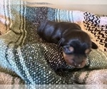 Small #2 Dachshund