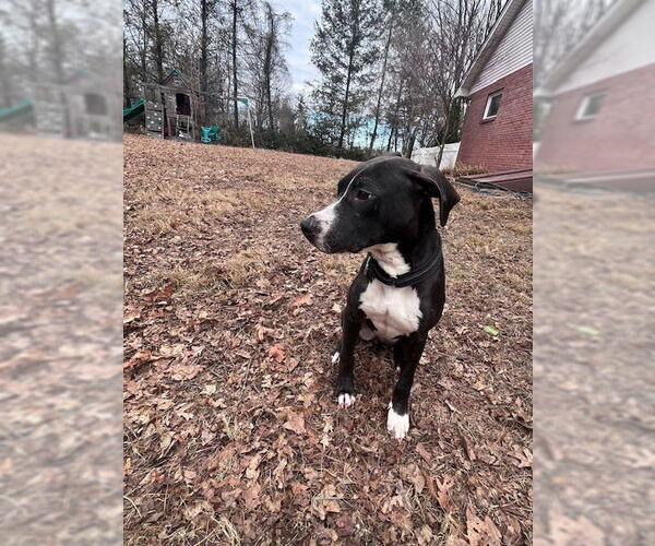 Medium Photo #19 American Pit Bull Terrier-Labrador Retriever Mix Puppy For Sale in Brewster, NY, USA