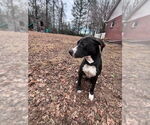 Small #18 American Pit Bull Terrier-Labrador Retriever Mix