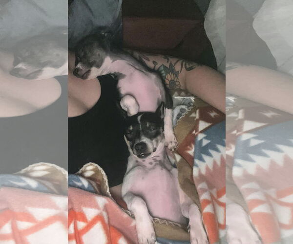 Medium Photo #3 Chihuahua-Unknown Mix Puppy For Sale in Grafton, WI, USA