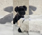 Small #1 Schnauzer (Miniature)