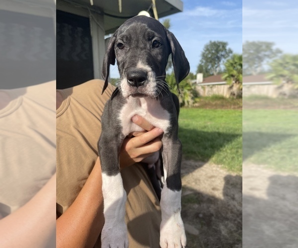 Medium Photo #10 Great Dane Puppy For Sale in PENSACOLA, FL, USA